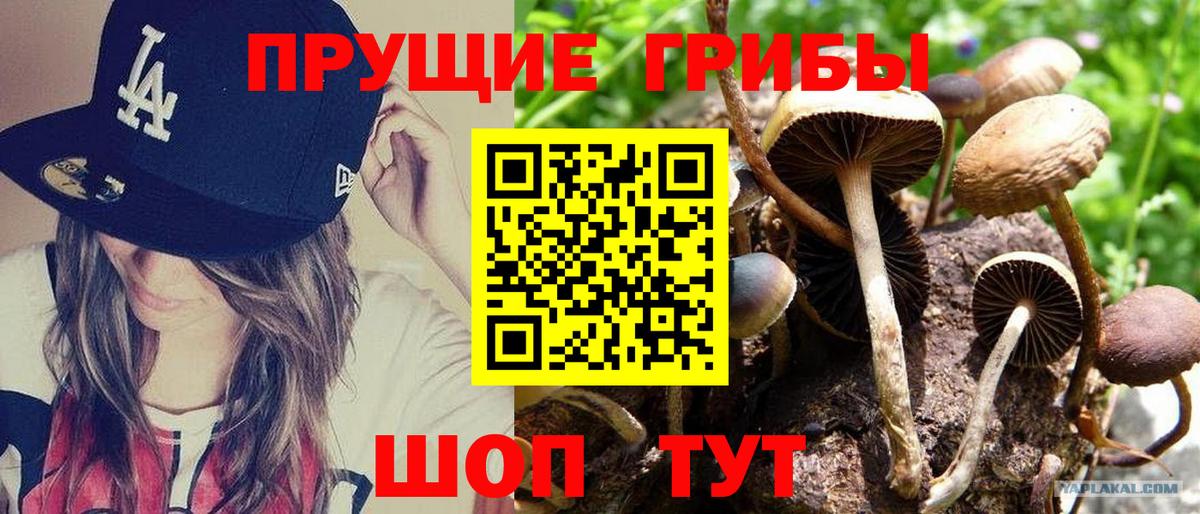 Галлюциногенные грибы мицелий  Вход с VPN  Псилоцибиновые грибы GOLDEN TEACHER  Тольятти 